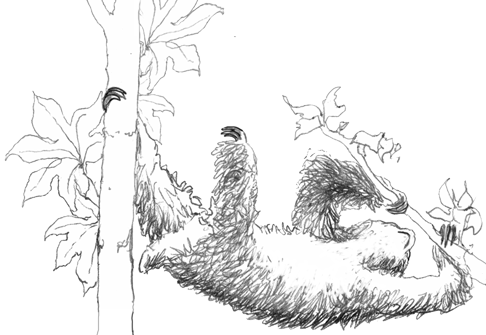 3-toed Sloth Changing Trees...