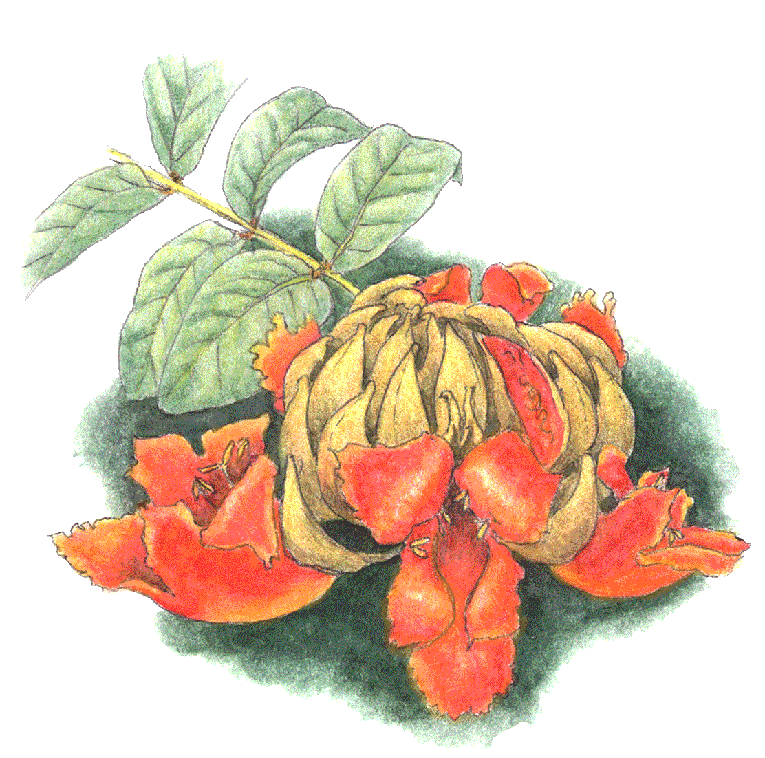 African Tulip Tree flower cluster...