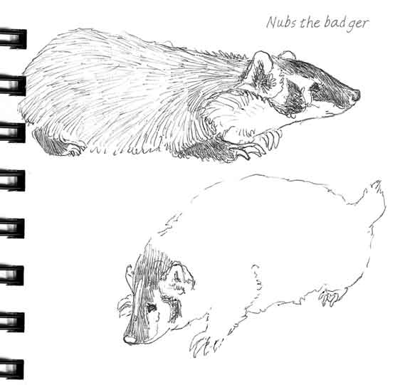 Badger Sketches...