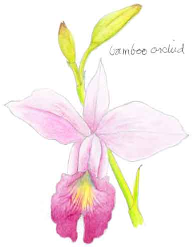 bamboo orchid