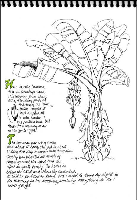 Banana Tree with Initial Caps...