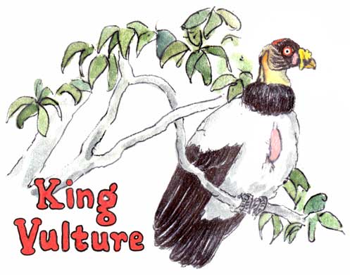 Watch out for King Vultures...