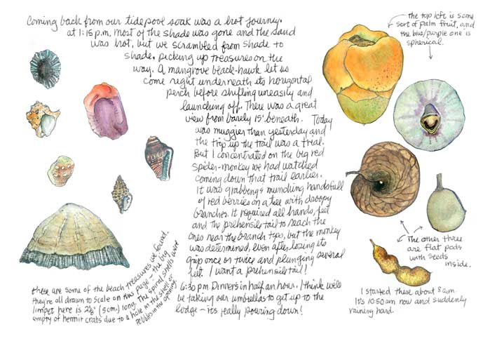 Shells from the beach...