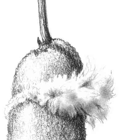 Cattail Sketch Detail...