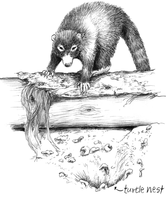 A coati pilfers a sea turtle nest...