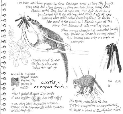 Coatis (pizotes) romp in the trees over the cabin, eating the tubular cecropia fruits.