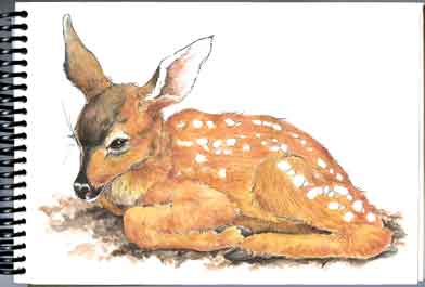 Nature Sketching With Watercolor Pencils Cover...