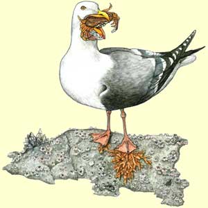 Western Gull and Crab