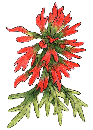 Indian Paintbrush...