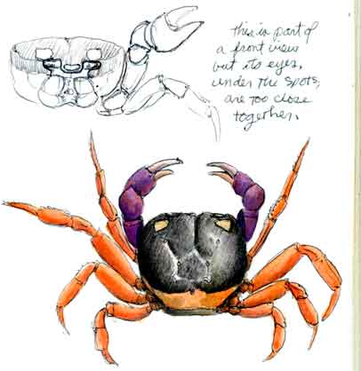 a colorful land crab from the swimming pool