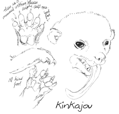 a kinkajou, relaxing