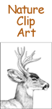 Mule Deer Clip Art