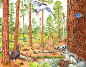 Ponderosa Forest, Natural State