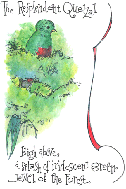 Resplendent Quetzal...