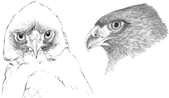 Red-tailed Hawks...