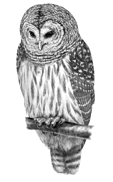 Barred Owl