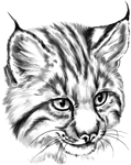 Young Bobcat