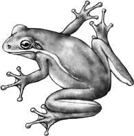 Green Treefrog...