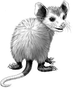 Oppossum Pup...