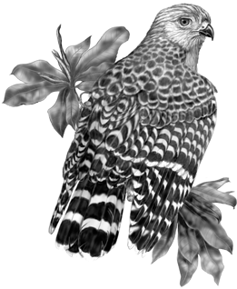 Red-shouldered Hawk