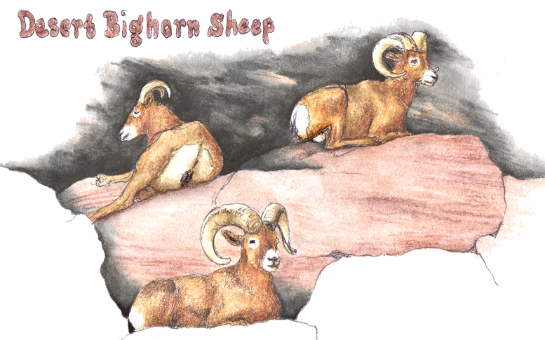 Desert Bighorns at the Arizona Sonora Desert Museum...
