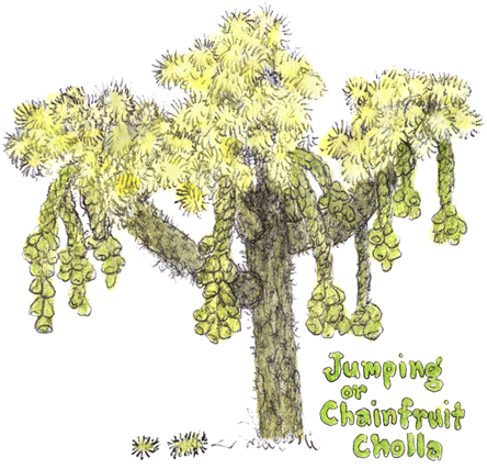 Jumping Cholla cactus...