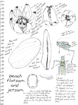 Moneyladder vines with chain-link-like indentations, drape from the jungle trees.