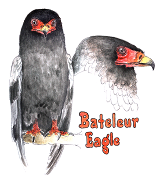 Bateleur Eagles at the rehab center...