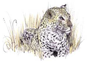 Leopard at dusk...