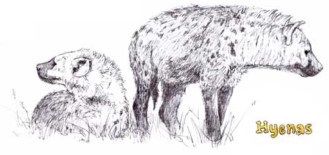 Waiting Hyenas...