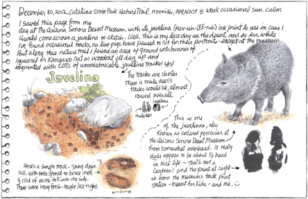 Javelina and Tracks