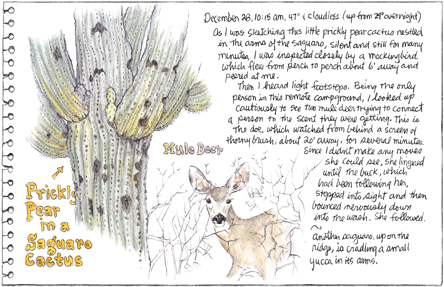 Mule Deer & Saguaro