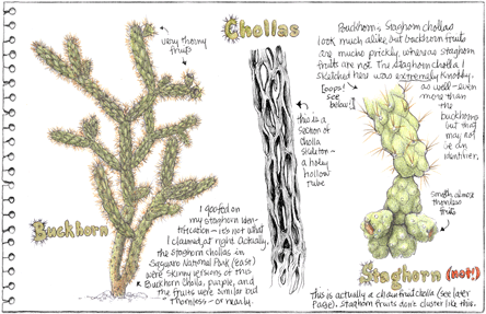 Cholla Cacti