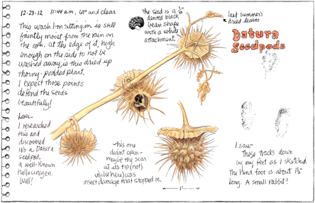 Datura Seedpods