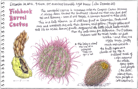 Fishhook Barrel Cactus