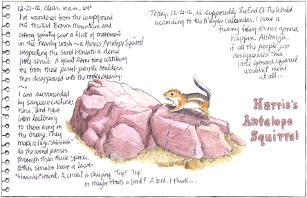 Antelope Squirrel