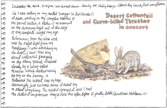 A Thrasher & Cottontail Tableau