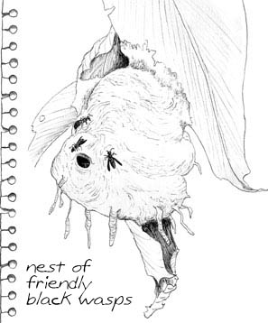 This wasp nest, peopled by small friendly black wasps, is a masterpiece of architecture!