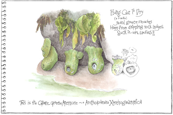a page of anemones...