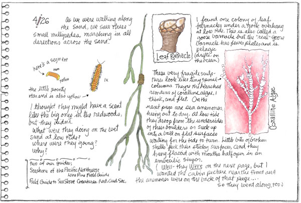 the sea wrack sketchpage...
