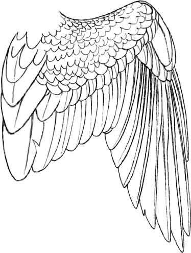 Bird Wing...