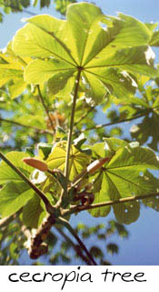 Cecropia leaves (also the favorite food of the sloths) are huge -- more than a foot across.