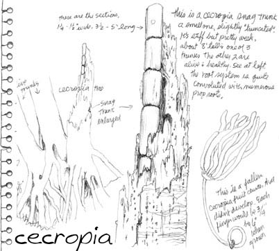The oldest cecropia in this trio is eroding away, the closeups are a trunk section and fruit. Macaws also eat these fruits!
