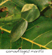 I also photographed the mantis.  Notice how it almost disappears on the banana leaf.